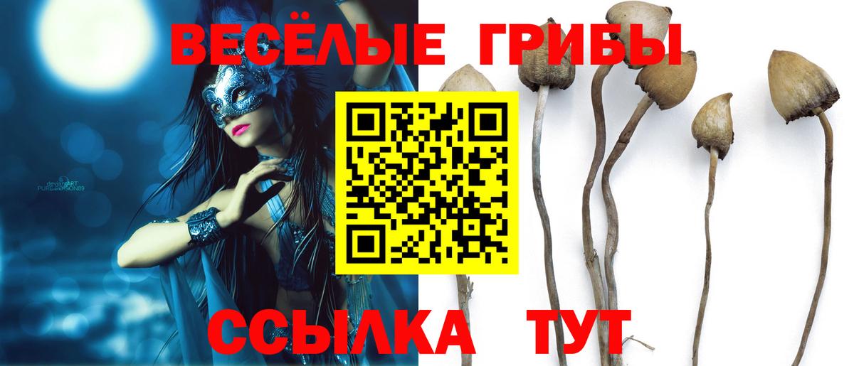 Галлюциногенные грибы Cubensis Вязьма